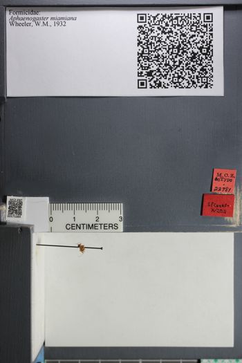 Media type: image;   Entomology 575384